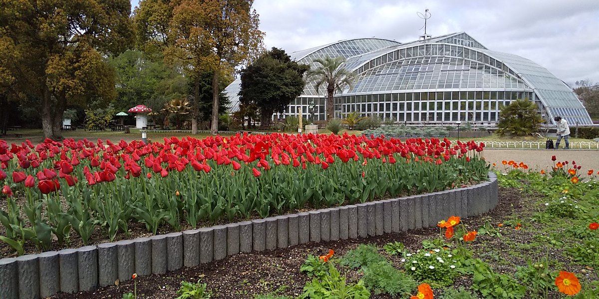 香 コウ 京都府立植物園では チューリップが見頃になっていました 京都 京都府立植物園 チューリップ