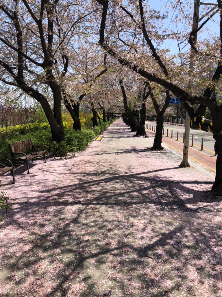 dancbilling's tweet photo. Beautiful cherry blossom 🌸 in front of the National Assembly in Yeouido https://t.co/G1FVHK9H1d