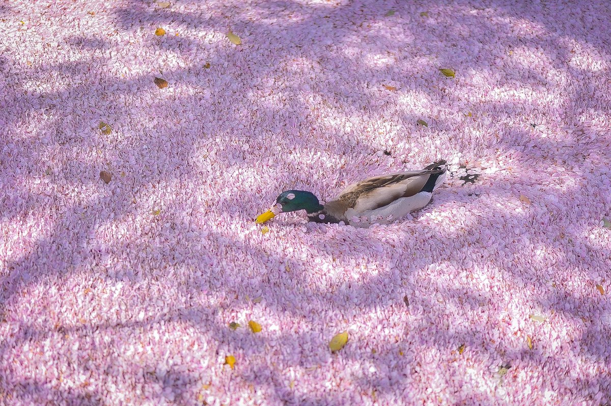 EliteReference's tweet photo. The river is full of cherry blossoms, and a happy little duck is swimming in it #Cherry #cherryblossom #cherryblossoms #cherryjoe #spring #SpringWhereverWithSakura #beautiful #cute https://t.co/6ayMAdHkgv