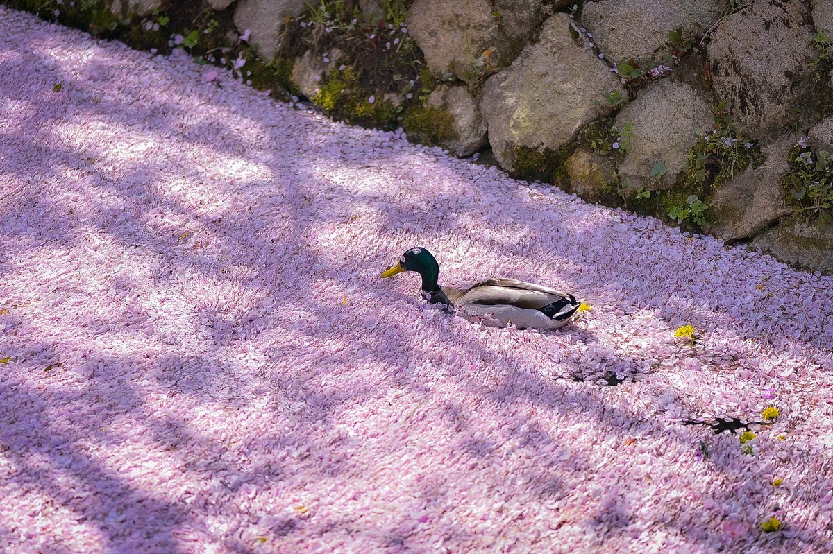 EliteReference's tweet photo. The river is full of cherry blossoms, and a happy little duck is swimming in it #Cherry #cherryblossom #cherryblossoms #cherryjoe #spring #SpringWhereverWithSakura #beautiful #cute https://t.co/6ayMAdHkgv