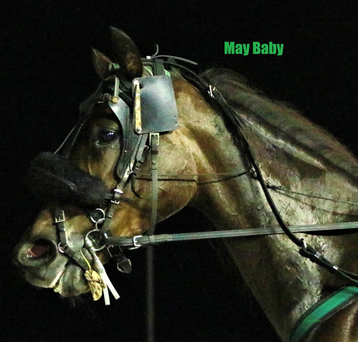 hoosiernations's tweet photo. Hoosier story-line
4/3 #MayBaby/@yoder_james qualified at Hoosier in 1:57.1

4/3 as reported #NightPro won @NVharnessracing I've since learned his earnings are now at $997,634. Hopefully the 11yo can hit the "Million" mark on his next start. Possible roadtrip 😂already
@HPEmilyG https://t.co/Gxqoi4Ppzc