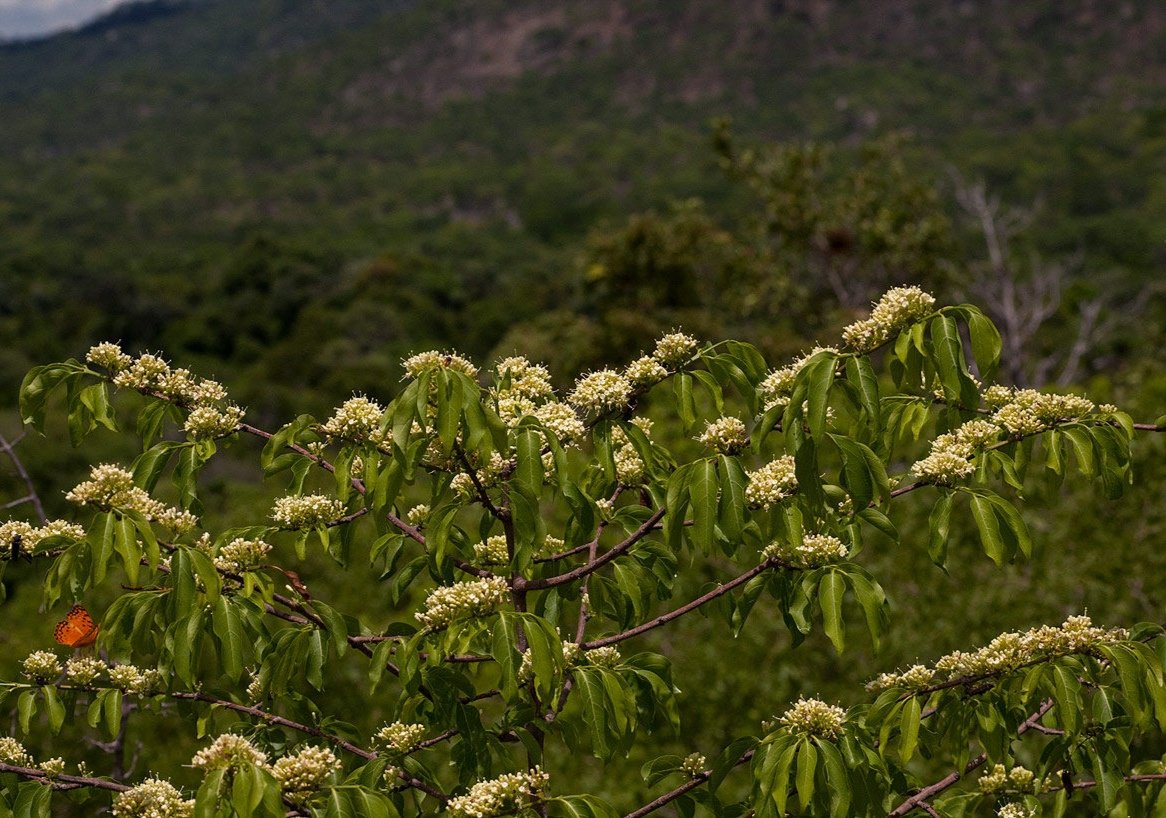 Hello Friends

Happy Monday, the start of our #EcoChallenge week 6.

Well today we have a tree species that you have to identify.
Here is a hint,you can always use Google search to identify a picture 😉
Let's keep the answers flowing