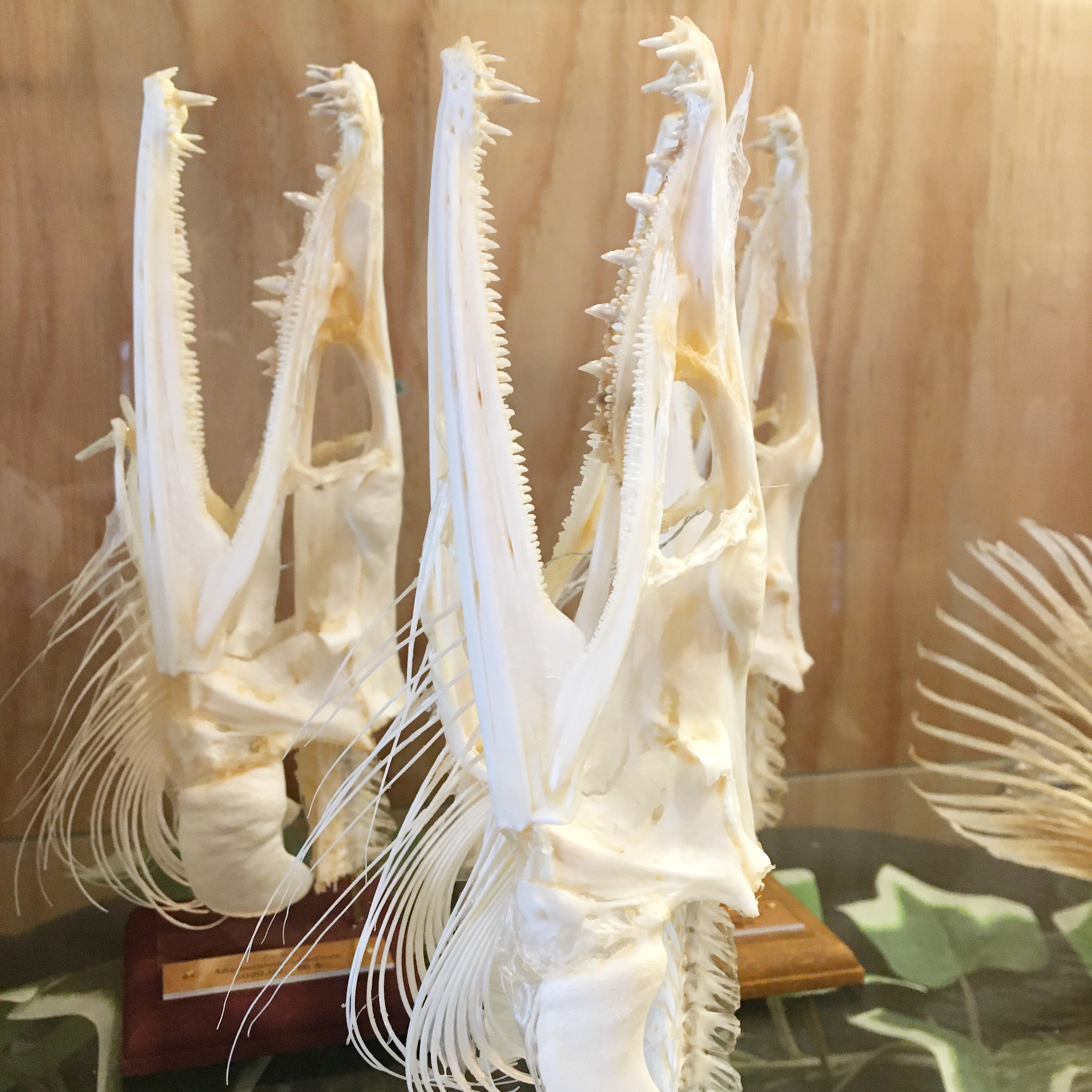 ট ইট র 舎利猫 骨々展 3 24 4 12 参加作家紹介 いぞらど様 Isolado 繊細な魚の骨格 標本ということで当初はクリアファイルのみの予定でしたがやはり実物をということで標本たくさん届きました 魚によってユニークな特徴が骨にも現れているのがよく