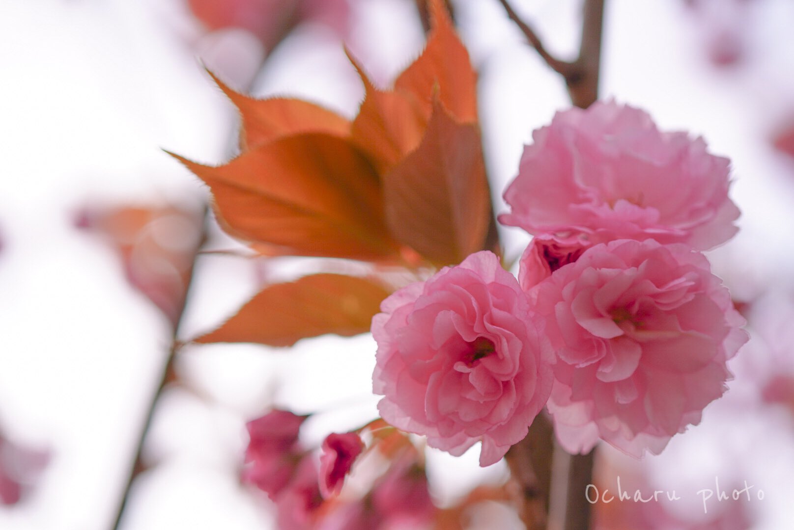 牡丹桜 Twitter Search Twitter