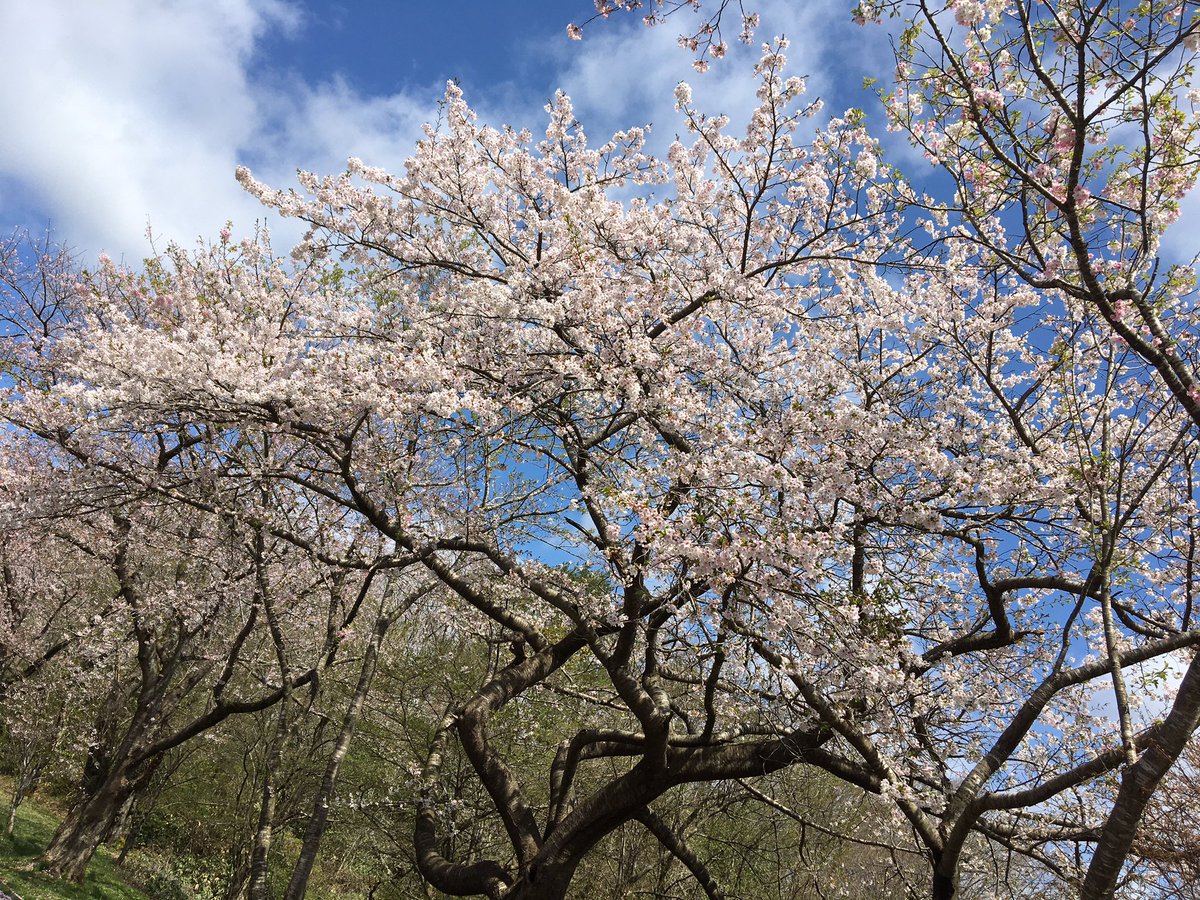まゆー 今年の桜は散るのが早い は本当でした 桜にちなんだ曲で好きなのは The Yellow Monkey 花吹雪 桜色の君の全て ヒラヒラとただ舞散る踊る 花吹雪 風の中 君と歩いた道 花吹雪 この心 病い重い想い 作詞 吉井和哉 T Co 0mskzcclei まゆー 今年の桜は散るのが早い は本当でした 桜にちなんだ曲で好きなのは The Yellow Monkey 花吹雪 桜色の君の全て ヒラヒラとただ舞散る踊る 花吹雪 風の中 君と歩いた道 花吹雪 この心 病い重い想い 作詞 吉井和哉 T Co 0mskzcclei