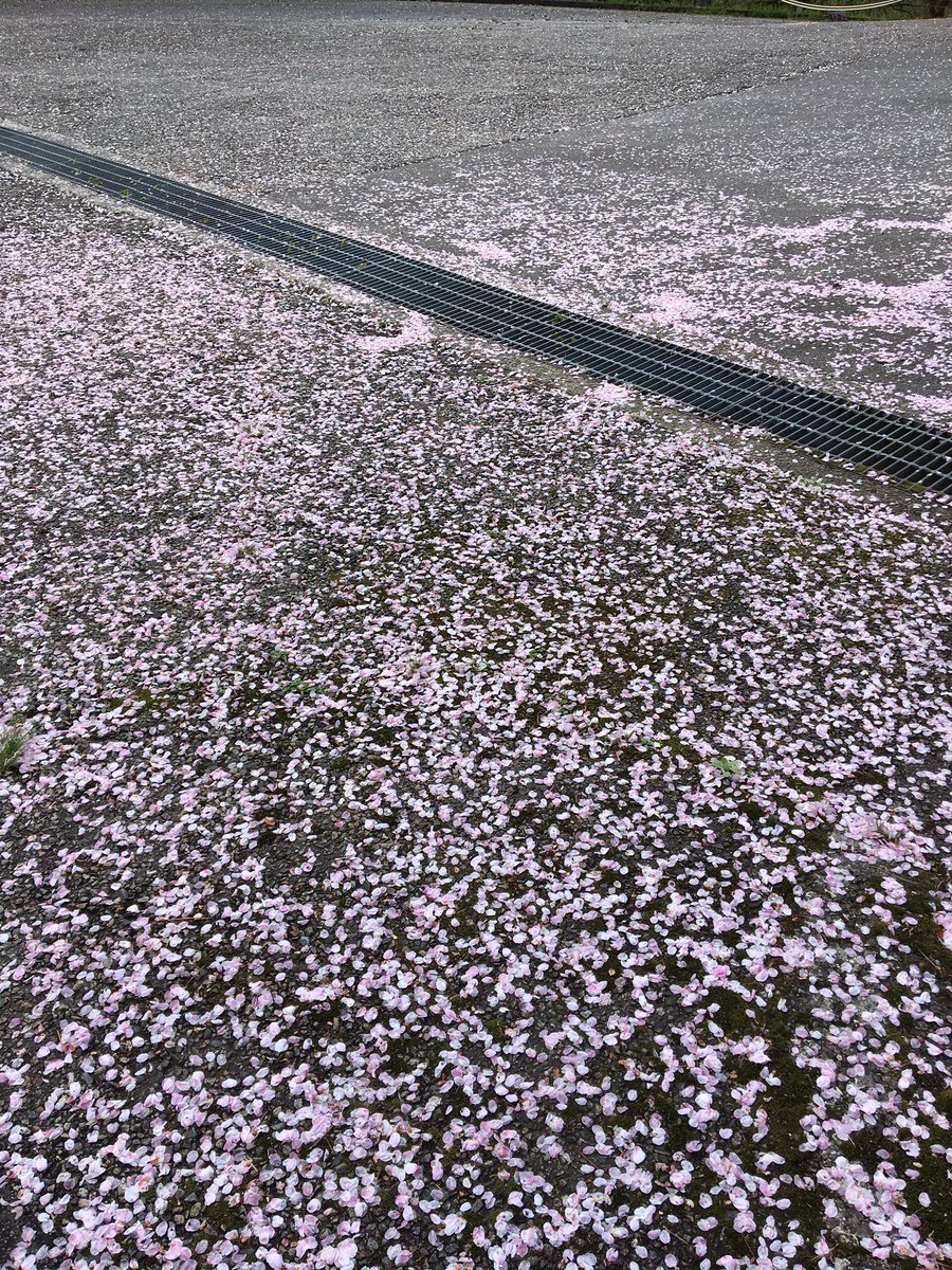 まゆー 今年の桜は散るのが早い は本当でした 桜にちなんだ曲で好きなのは The Yellow Monkey 花吹雪 桜色の君の全て ヒラヒラとただ舞散る踊る 花吹雪 風の中 君と歩いた道 花吹雪 この心 病い重い想い 作詞 吉井和哉 T Co 0mskzcclei まゆー 今年の桜は散るのが早い は本当でした 桜にちなんだ曲で好きなのは The Yellow Monkey 花吹雪 桜色の君の全て ヒラヒラとただ舞散る踊る 花吹雪 風の中 君と歩いた道 花吹雪 この心 病い重い想い 作詞 吉井和哉 T Co 0mskzcclei