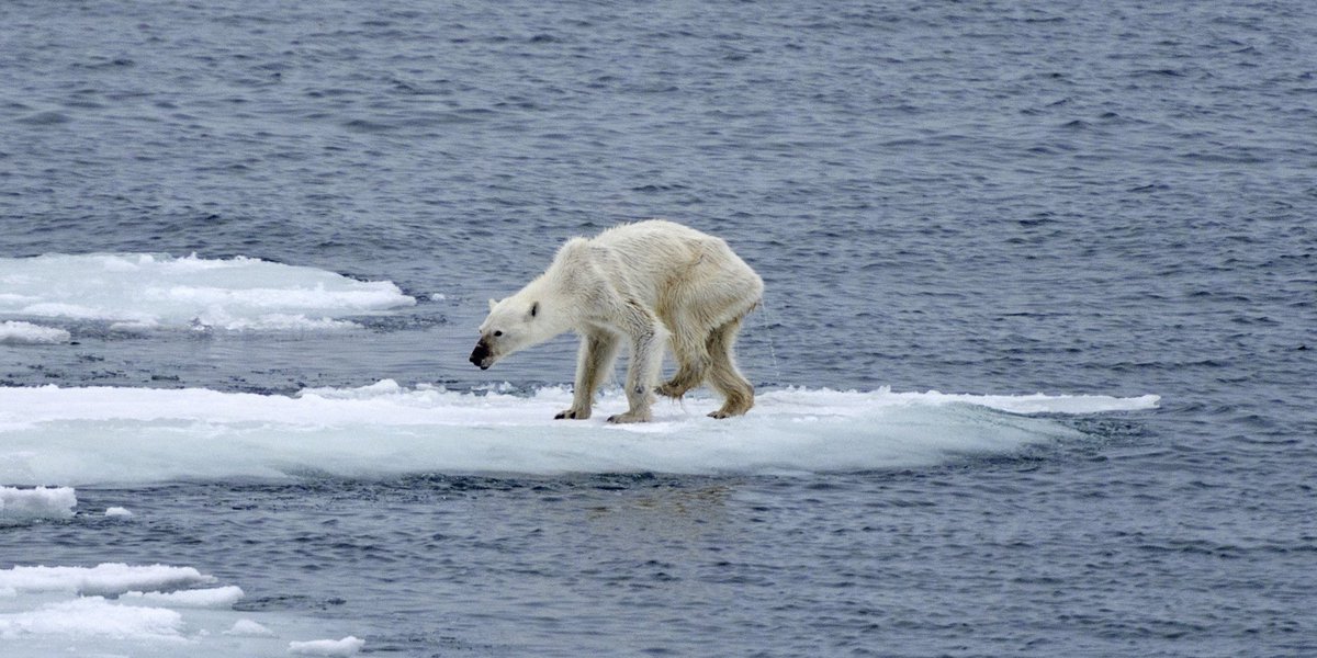 Белые медведи сейчас 2023. Polar bears are under in threat because. Популяция полярных медведей по годам. Исчезновение белых медведей. Белый полярный медведь на льдине.