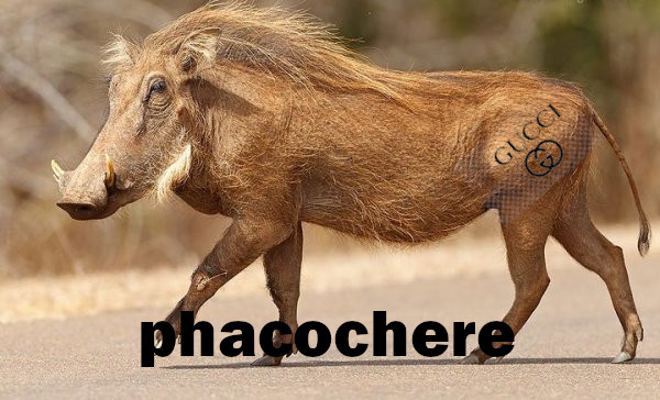 ruicruic's tweet photo. #retirezmoiphotoshop #Humoursatire https://t.co/SxaeeuWxUU