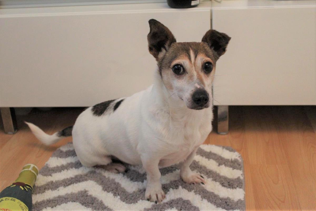 AdoptionsUk's tweet image. Please retweet to help Cashew find a home #GLASGOW #SCOTLAND 🏴󠁧󠁢󠁳󠁣󠁴󠁿 ( 30 mins) 

JRT aged 8+, enjoys toys, gentle walks and would like a garden to potter about in, walks out with dog pals but best as only pet in an adult home, see details⭐️👇

dogstrust.org.uk/rehoming/dogs/…
#dogs #pets #uk