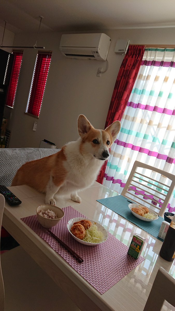 散 若干趣旨が違うけど 稲荷寿司と稲荷寿司みたいな犬の共演とかコロッケとコロッケ犬の共演とか 完全アウトな食パン犬とか最後はそのまま商品化して欲しいお尻パンとか コーギー Corgi コーギーのいる暮らし 犬のいる暮らし T Co Ib6o7psenv