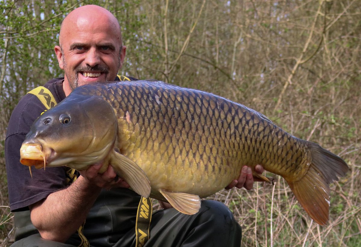 premiumcarp's tweet photo. 'Normal Service has resumed' where Marks words when he sent these pics to us. Fish of 36lb 10oz and 26lb 8oz where caught from a local club water using zigs soaked in Sweet Amino Glug and boosted with a bit of the Booster spray before casting out. #sweetamino #gettingziggywithit https://t.co/nWrGwO0PCI