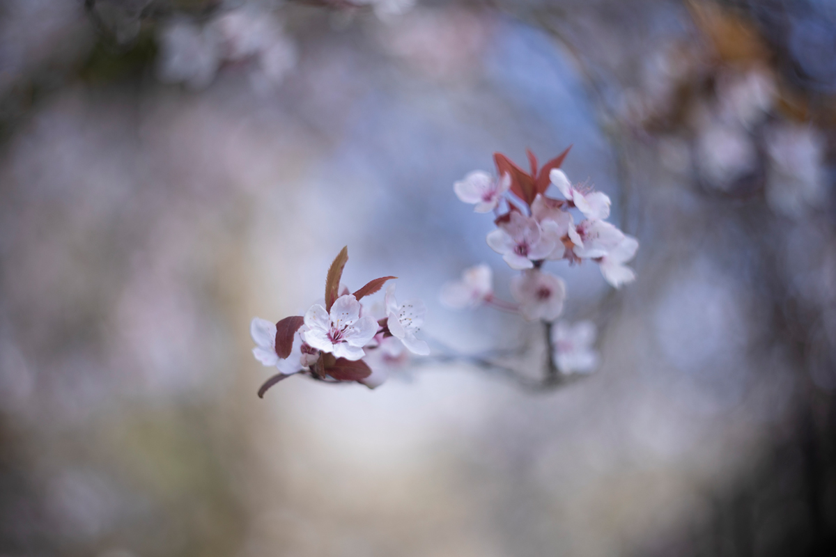 It's been a while since I've entered with everything going on - but here's some spring blossom :)

#fsprintmonday #WexMondays #sharemondays2021 #Canon5DMarkIV #Helios44