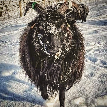 #EasterMonday 
Winter is back.

#uksnow #snow #lambingtime #rarebreed #crofting #farming #jefinuist #OuterHebrides #Scotland