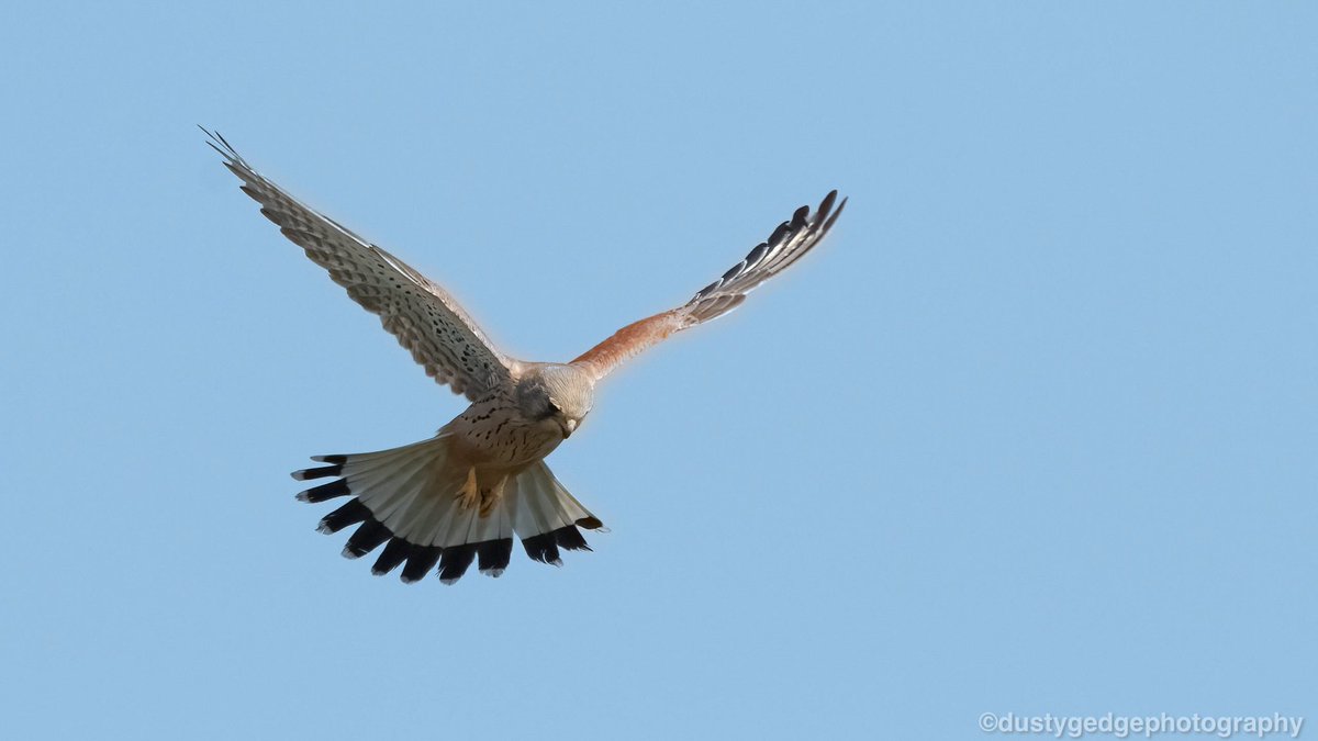 greenroofsuk's tweet photo. Kestrel over #Cliffe #Kent yday afternoon in the sun - #birds #kentbirds #wildkent @Birdwisenk @KentWildlife #birdphotography @Natures_Voice https://t.co/6KE3TM3bAF