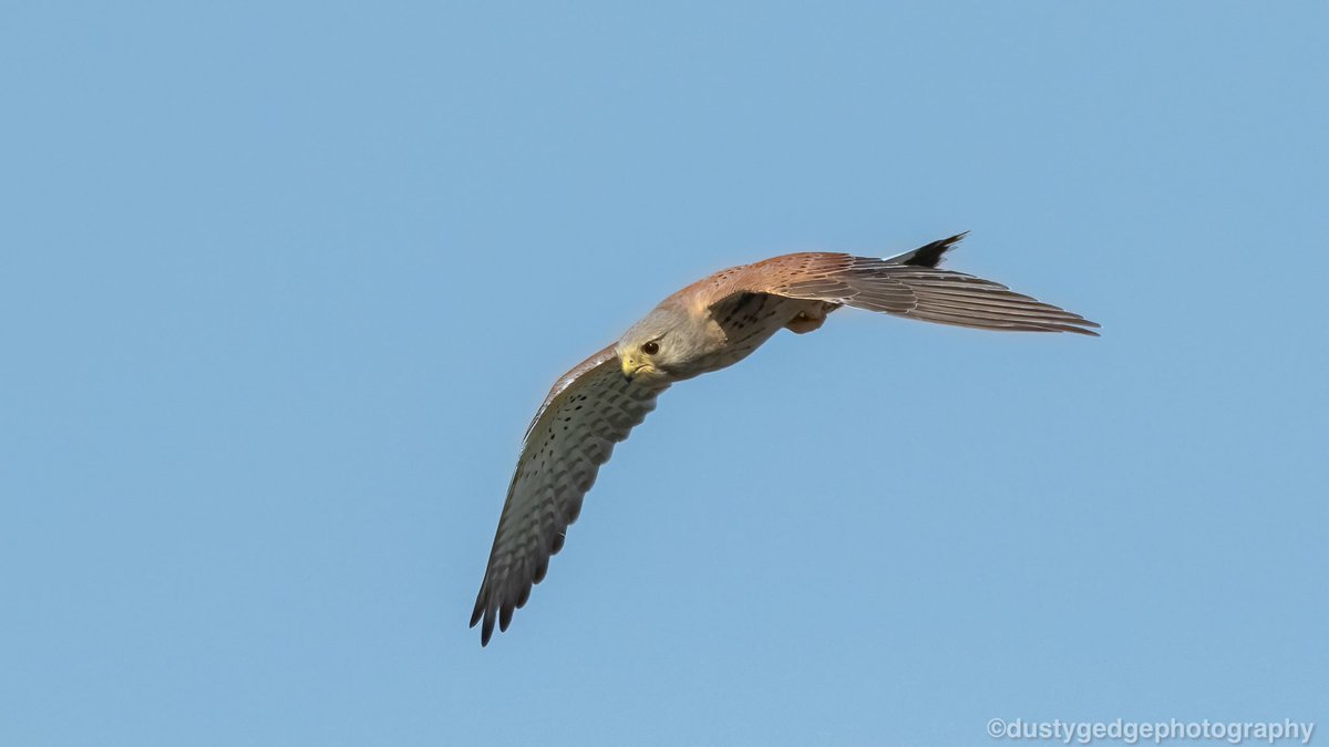 greenroofsuk's tweet photo. Kestrel over #Cliffe #Kent yday afternoon in the sun - #birds #kentbirds #wildkent @Birdwisenk @KentWildlife #birdphotography @Natures_Voice https://t.co/6KE3TM3bAF
