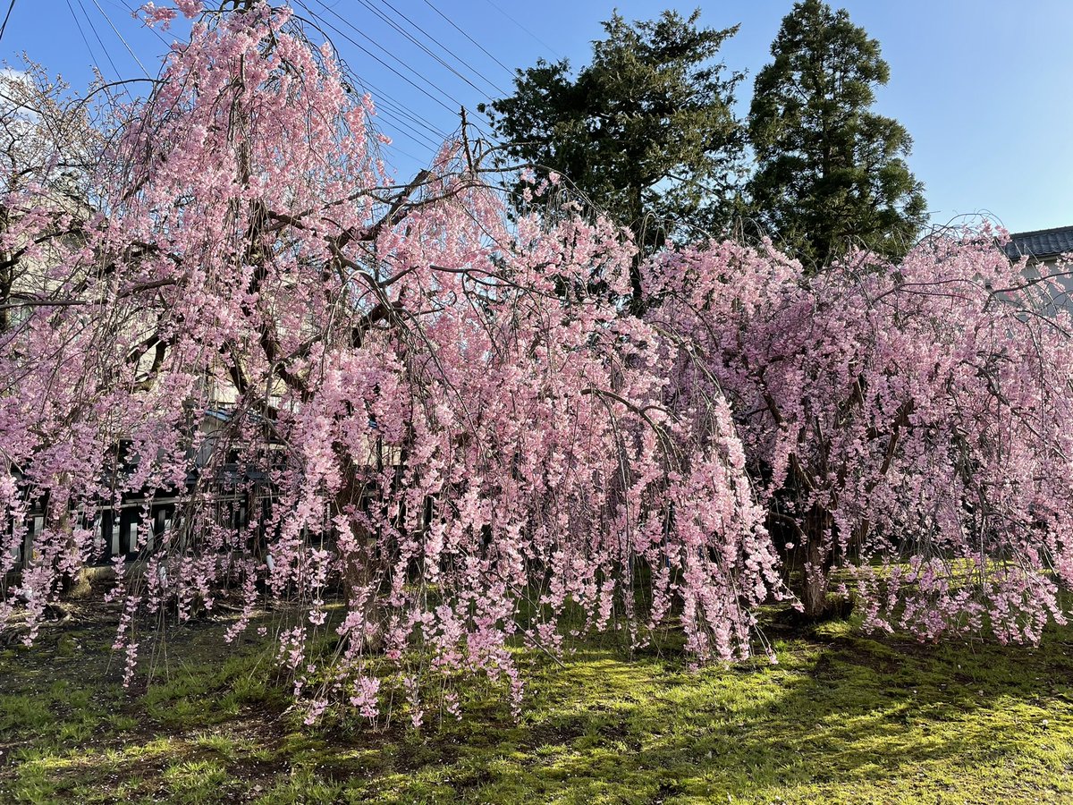 しだれ桜 しだれ桜