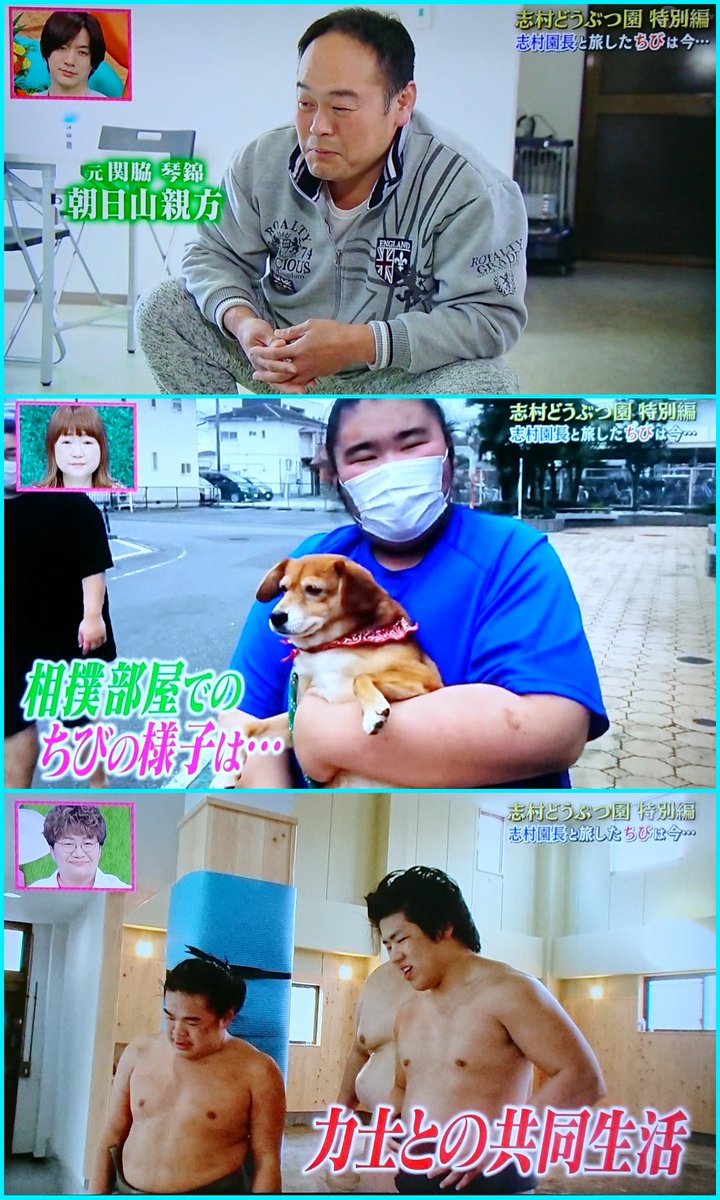 平田修太 天才 志村どうぶつ園特別編 あれから1年sp より 朝日山部屋のチビちゃん Shutasumo 平田修太 天才 志村どうぶつ園特別編 あれから1年sp より 朝日山部屋のチビちゃん Shutasumo