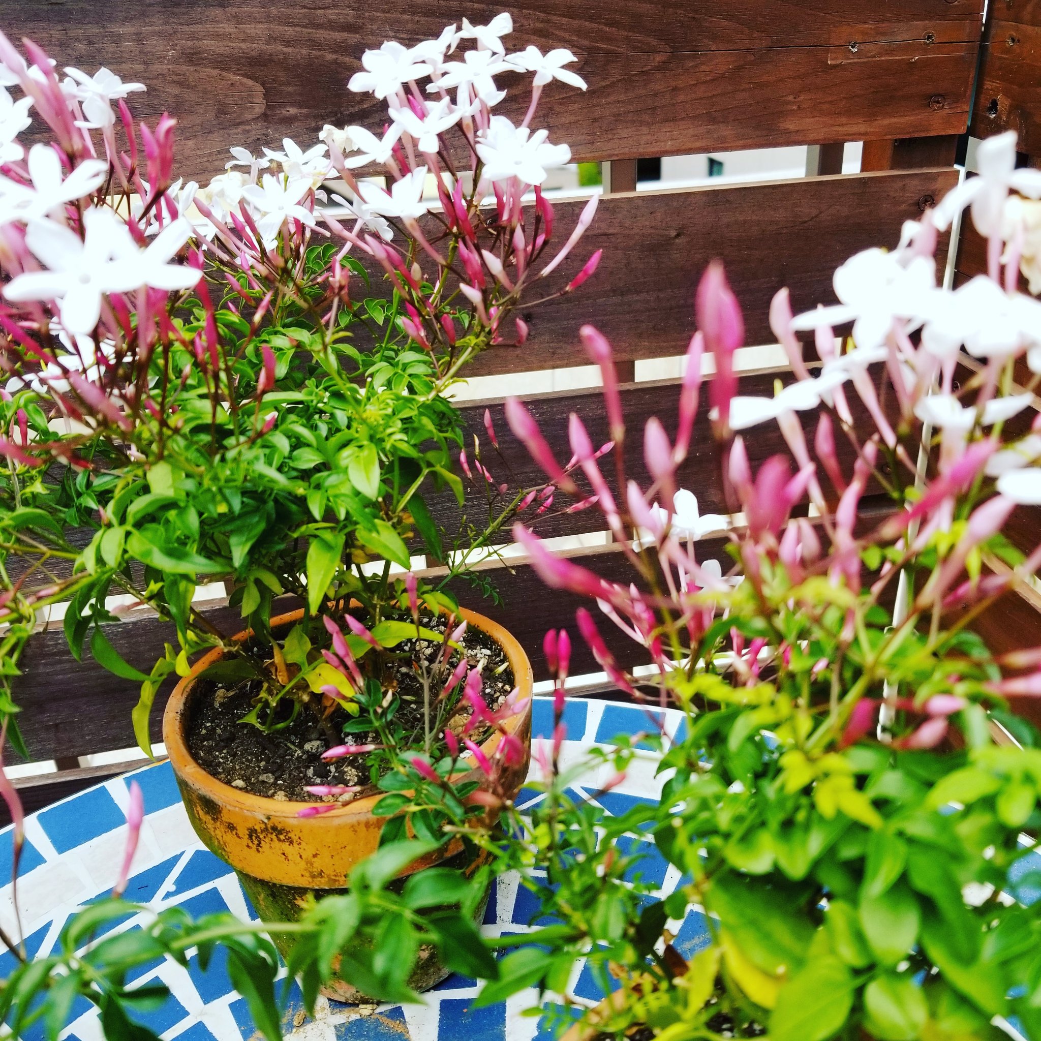 雨晴らしカルテット こんにちは 葛西です 部屋は禁煙なので 煙草はバルコニーで吸います 雨の日も 風の日も バルコニーの一角に 羽衣ジャスミン 綺麗で格好いいですね 線香花火のようですね へばまた 雨晴らしカルテット 羽衣ジャスミン