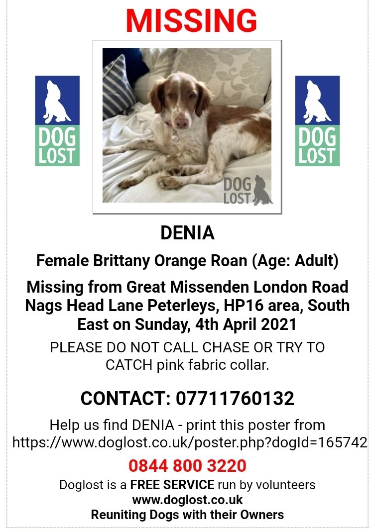 SpringerSaint's tweet image. #Missing poster for  @SaveOurSpaniels rescue dog Denia
If seen please do not chase #Peterleys #HP16 South East England