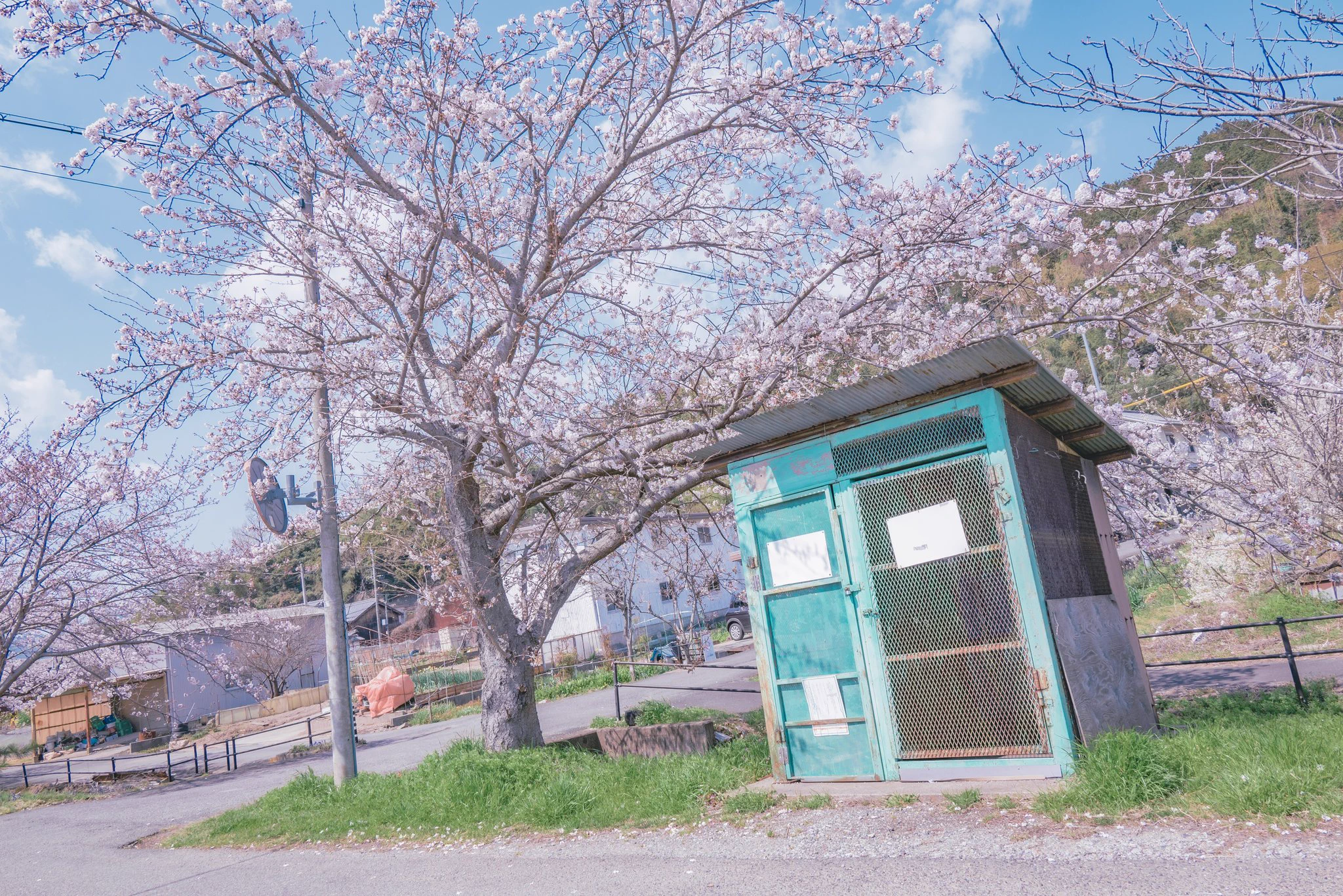 4月！小さな一歩を踏み出す季節！桜の花が美しい写真がいっぱい！
