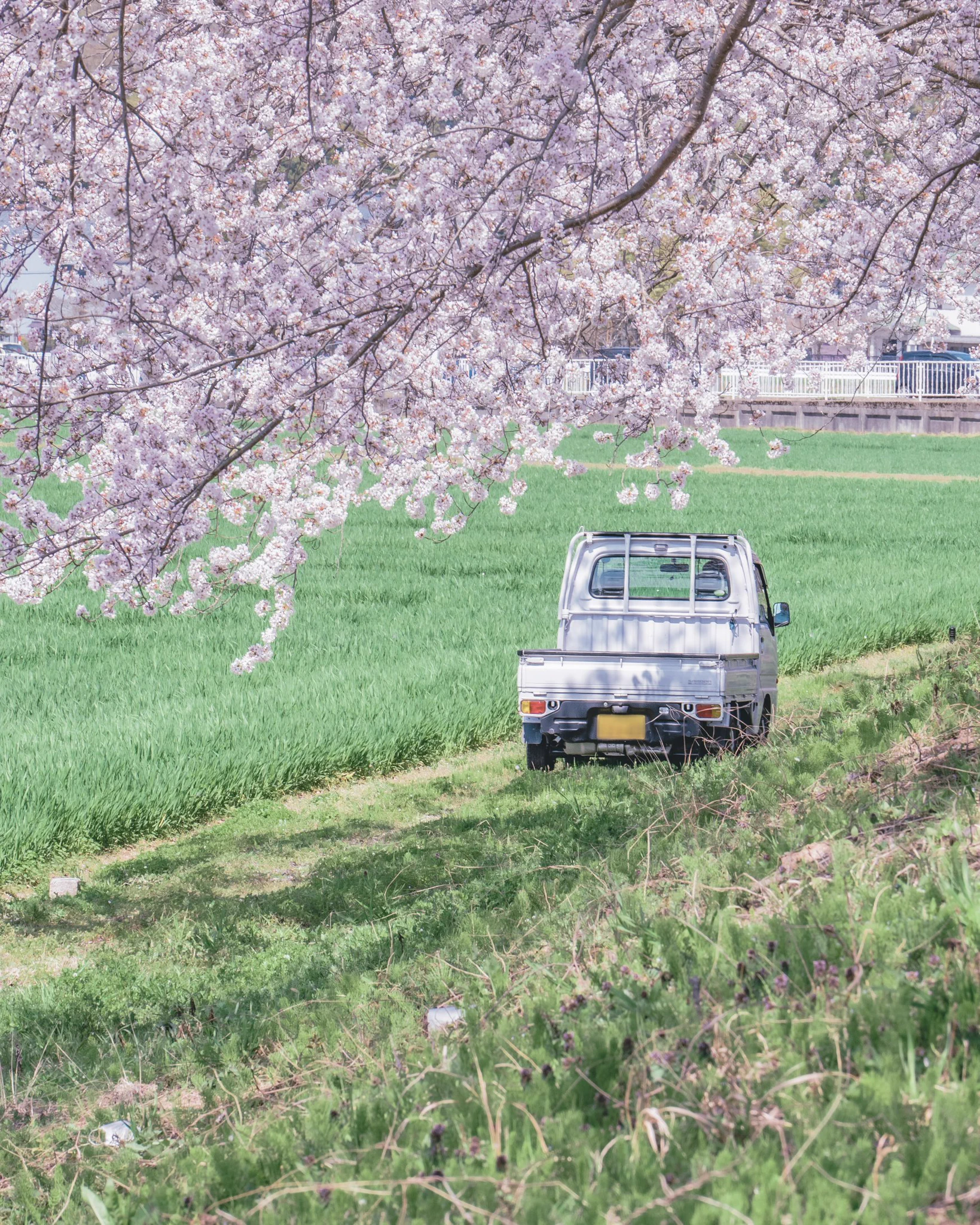 4月！小さな一歩を踏み出す季節！桜の花が美しい写真がいっぱい！