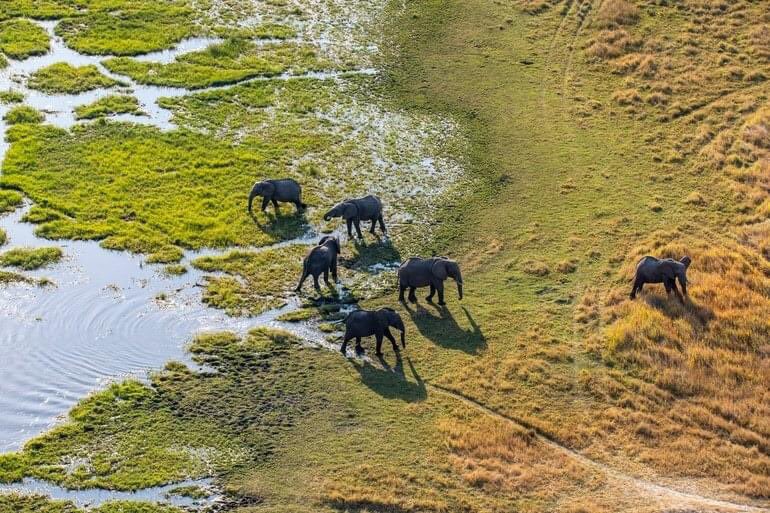 Escape to Botswana and enjoy the natural beauty. Roaming elephants, Okavango Delta #okavangodelta #beauty #Botswana #explorebotswana #brandbotswana