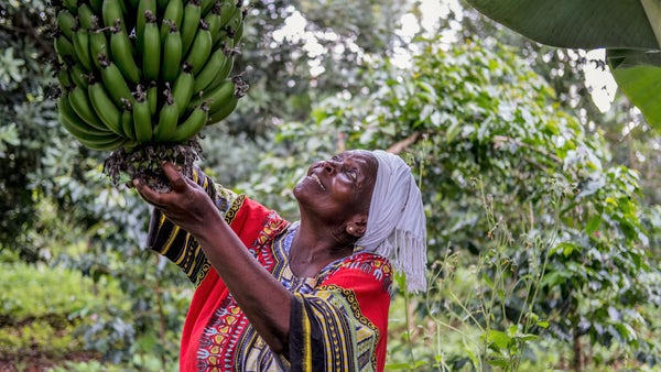 IFAD's tweet photo. Women make up 43% of the world’s farmers and agricultural workers, but they face many barriers to access the resources they need to succeed.

Removing those barriers is crucial to build robust and sustainable rural societies. https://t.co/YZnb8q96M3