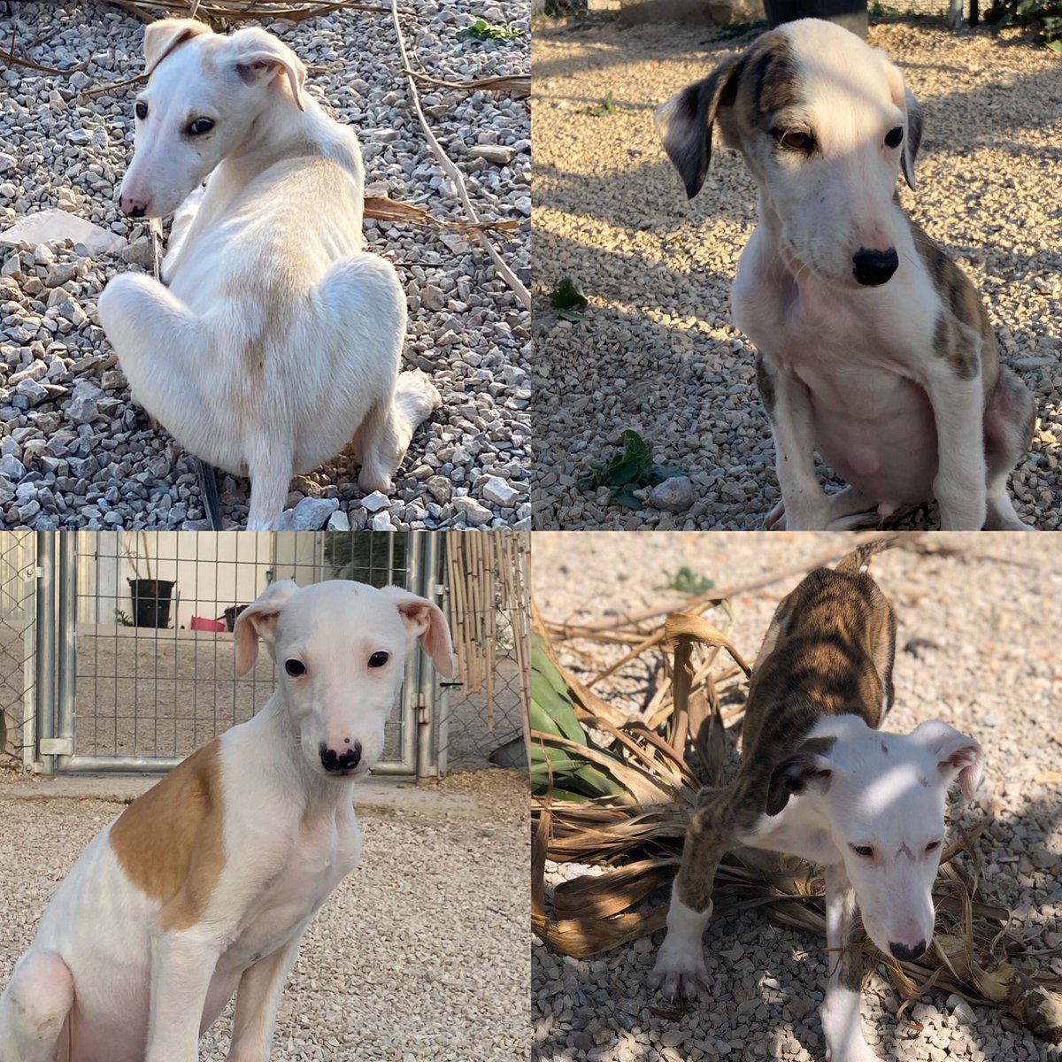 huelladejaen's tweet photo. Buenos días, buena gente!!!!!
De los 8 hijos de Paloma, estos 4 necesitamos ponerle nombre y amadrinarlos... son 3 machos y una hembra... hoy lunes a la tarde se deben poner... nos ayudáis? https://t.co/iw81s2zlXX