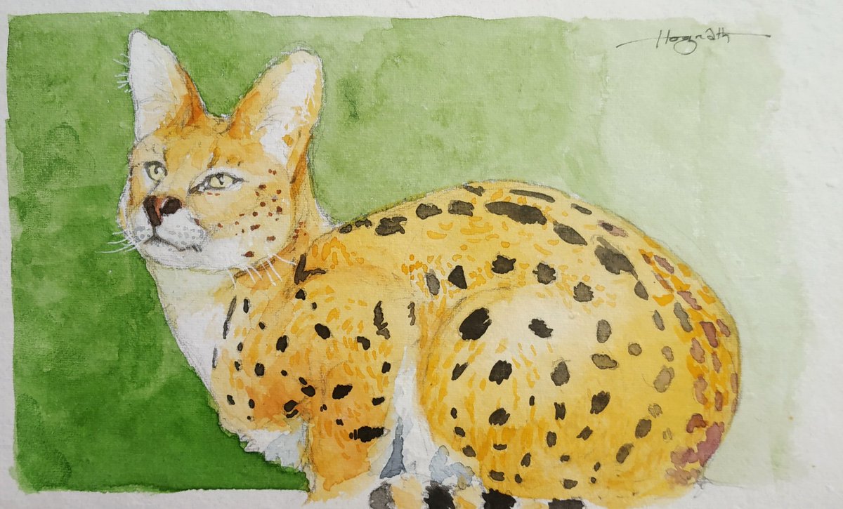 Serval 
#art #artist #artwork #artbook #sketchbook #drawingbook #drawing #sketch #servalart #servalcat #wildlife #wildlifeart #wildlifeartist #watercolor #watercolorart #watercolorartist #illustration #conceptart #conceotartist #savecats #bigcatart #saveanimals #animallover #arte