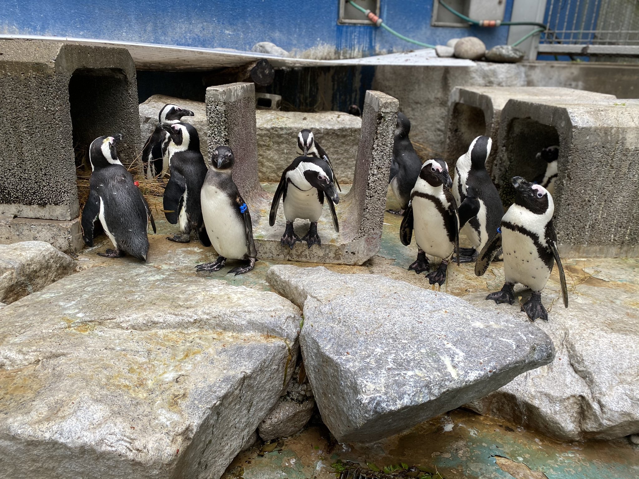 千葉市動物公園 公式 ケープペンギンのみなさんです 別名アフリカンペンギン とも呼ばれています 新しい担当者に向って揃い踏みです 飼育1 千葉市動物公園 ケープペンギン チバノサト T Co 9evnpucpi3 Twitter