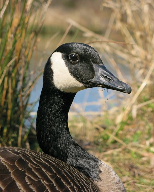 there is only pure anger and malice in those eyes. Do Not Trust Them.