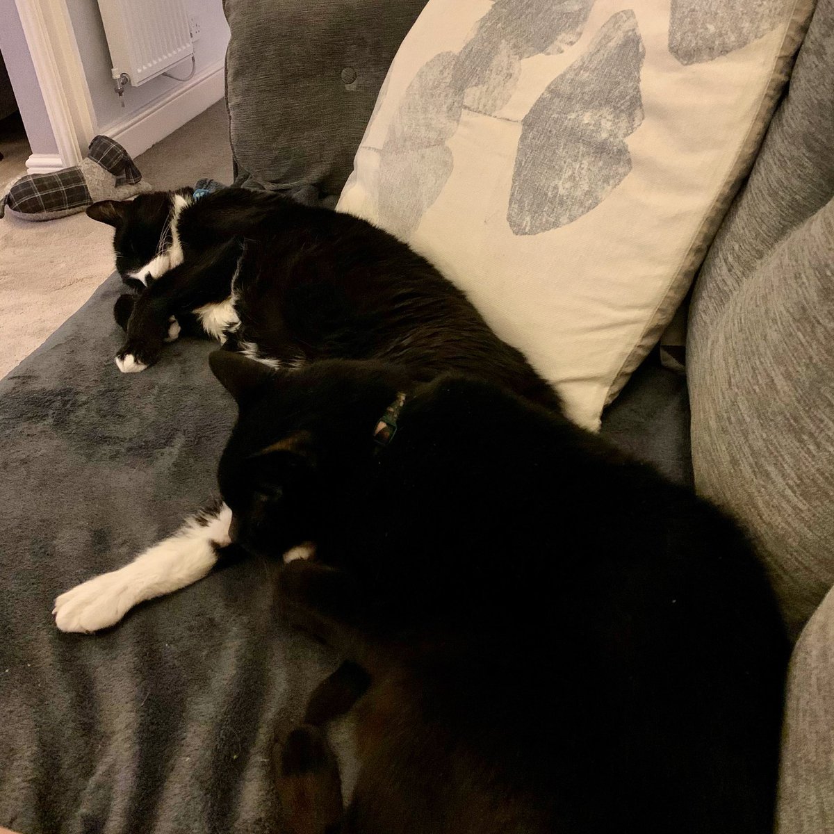 smdger's tweet photo. @RussInCheshire Same issue. Same sofa style too :) except mine has to have added protective blankets 🙄 https://t.co/NCx14dJICE
