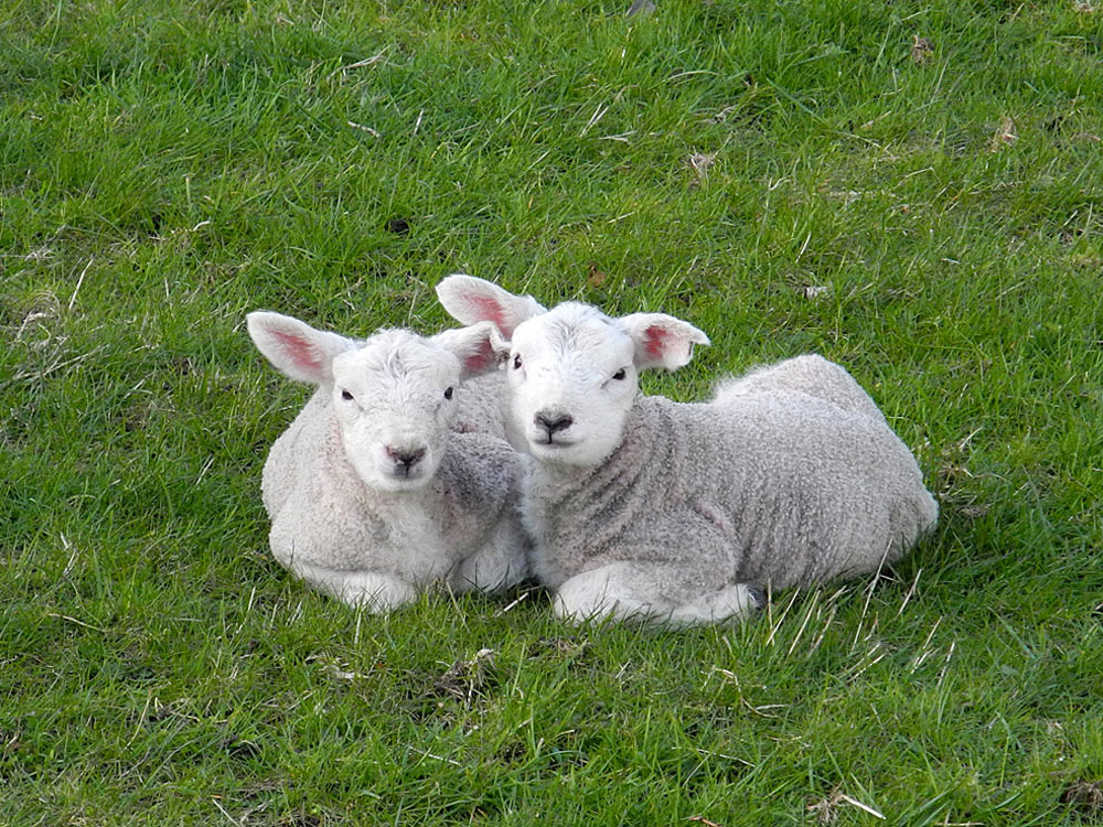 peakdistrict's tweet photo. #MondayMotivation

Just look at these adorable lambs! 🥰 🐑

Remember, lambing &amp; bird nesting season is underway, so if you're out in the countryside...

🐶 keep your dogs on a lead
🥾 keep to the signposted paths
✋ leave gates as you find them
🚯 take your litter home with you https://t.co/TFvhWTOnjK