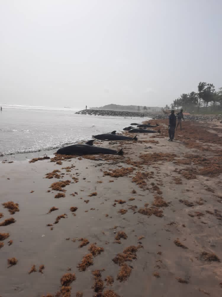 TheIsraelLaryea's tweet photo. These dolphins reportedly showed up on some beaches in Ghana. Could there be similar incidents along the coast of West Africa and what could be accounting for that? Any marine experts out there?

#DolphinsInDistress
#DistressedDolphins
#DolphinSOS https://t.co/ELdTXe5L5i