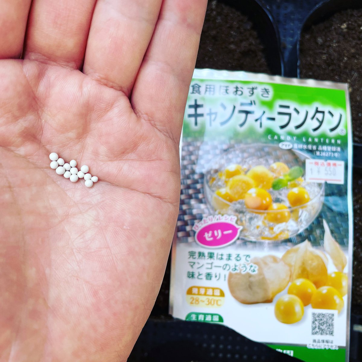 やまむファーム 今年も育てます 甘酸っぱさがクセになる食用ホオズキ いつもはストロベリートマトという品種を育てていたのですが 今年はキャンディランタン 完熟果はマンゴーのような味と香りとのこと 楽しみです 食用 ほおずきの栽培記録