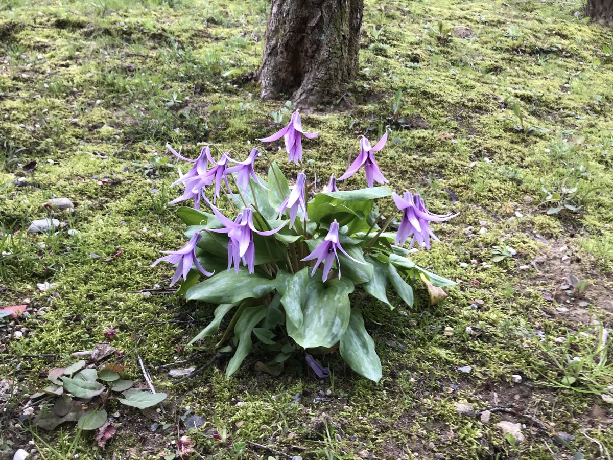 Setusetu かたかごの花 春の季語で 万葉の歌にでてきます