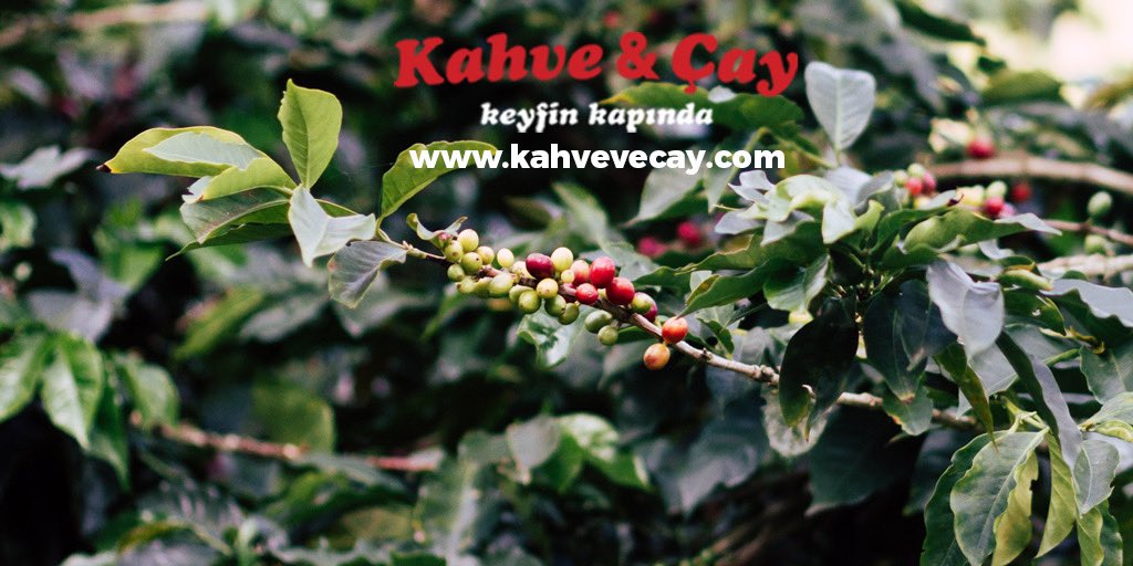 kahvevecaycom's tweet photo. Kahve Ağacı Çeşitleri?

Kahve  ağacı Cafer Arabaca ve Coffea Canephore olmak üzere iki çeşidi bulunmaktadır. Coffea Arabica 800 ve 2000 metre yüksekliği olan volkanik yamaçlar ve dağlık platolarda yetişmektedir. Robusta türü is 0 ile 600 metre arasında yetişmektedir. https://t.co/IXPp25er0w
