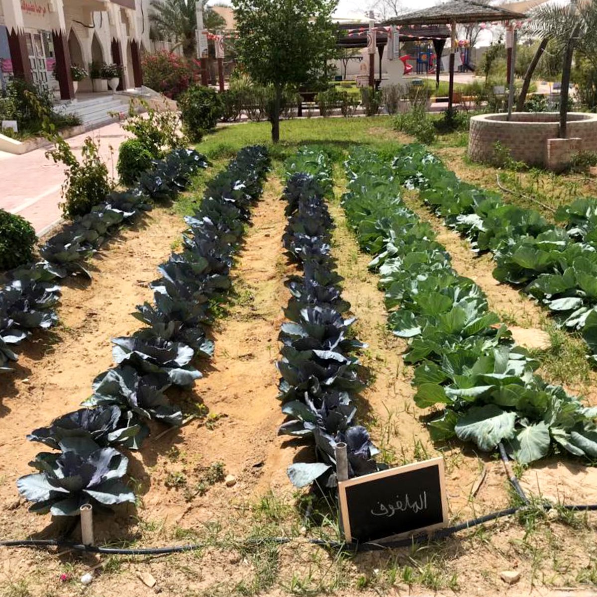 QuranicGarden's tweet photo. 80 students from 16 different schools from around #Qatar participated in the #qbgfoodsecurity competition 2021. Stay tuned for the results 🌿 https://t.co/hxBPIr2ZYO