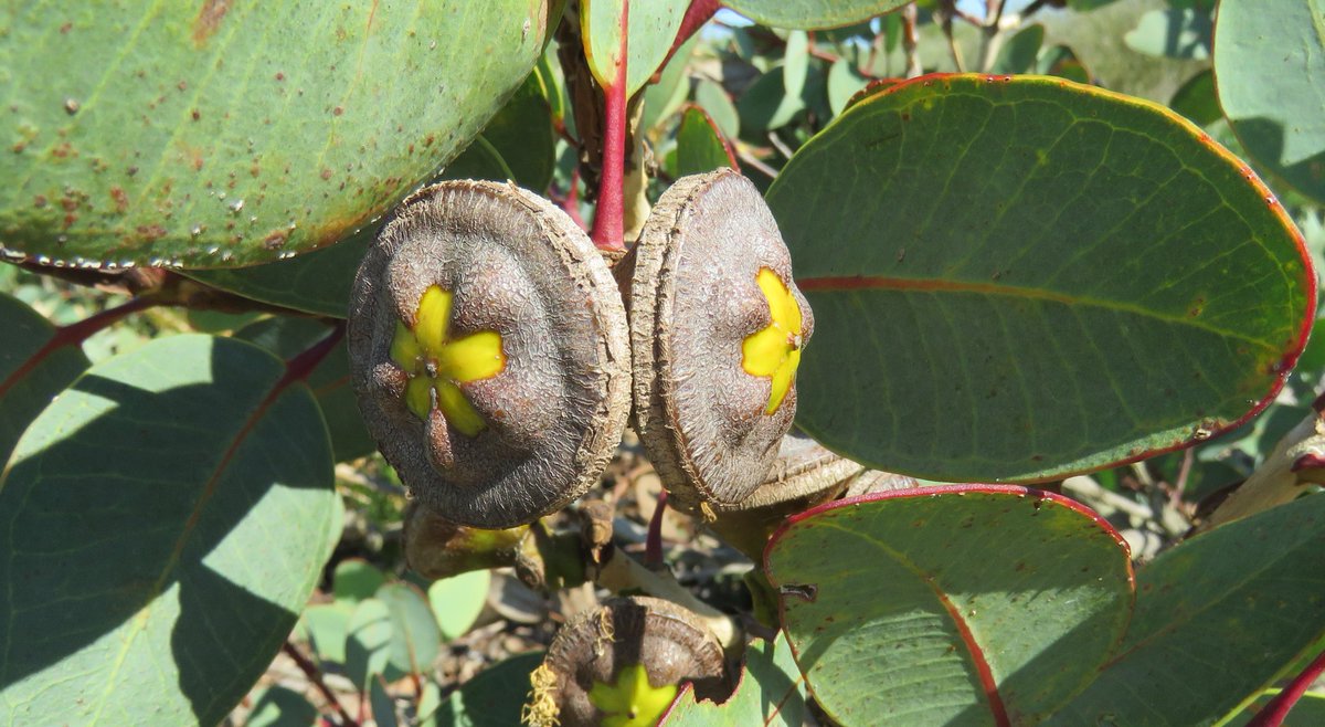 Семена австралия плоды семена папоротника