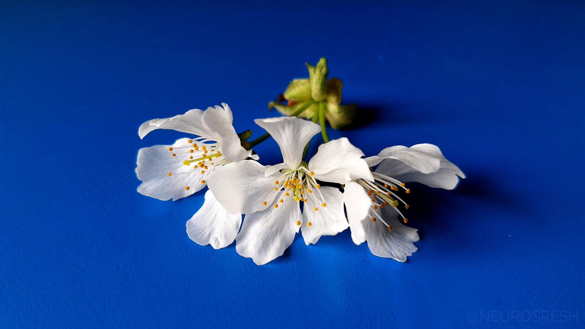 Srestha Chakraborty (srestha.bsky.social) tweet media