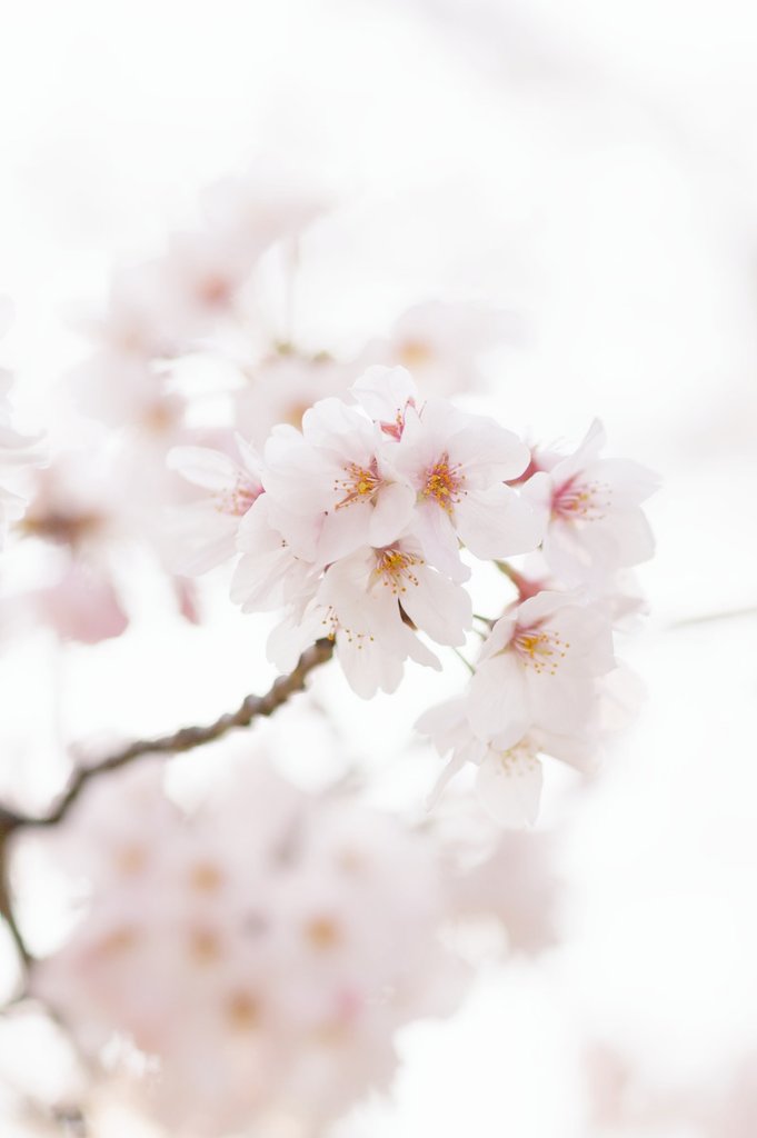 Rayasesakura's tweet photo. 【清明の　草木の芽吹き浅みどり　　桜ﾊﾅは朧ｵﾎﾞﾛに田畑を染める】

夕月夜　花びらの舞う並木道
そぞろ歩きの道の辺に
菜の花　水仙　沈丁花
香りに惹かれ想い出す
ふる里恋し　人恋し
戻ること無い記憶のかけら
詮無いことか繋いでみても
花を愛でるも良しとして
明日を生きよう…それぞれに https://t.co/XpIRL0ESpN