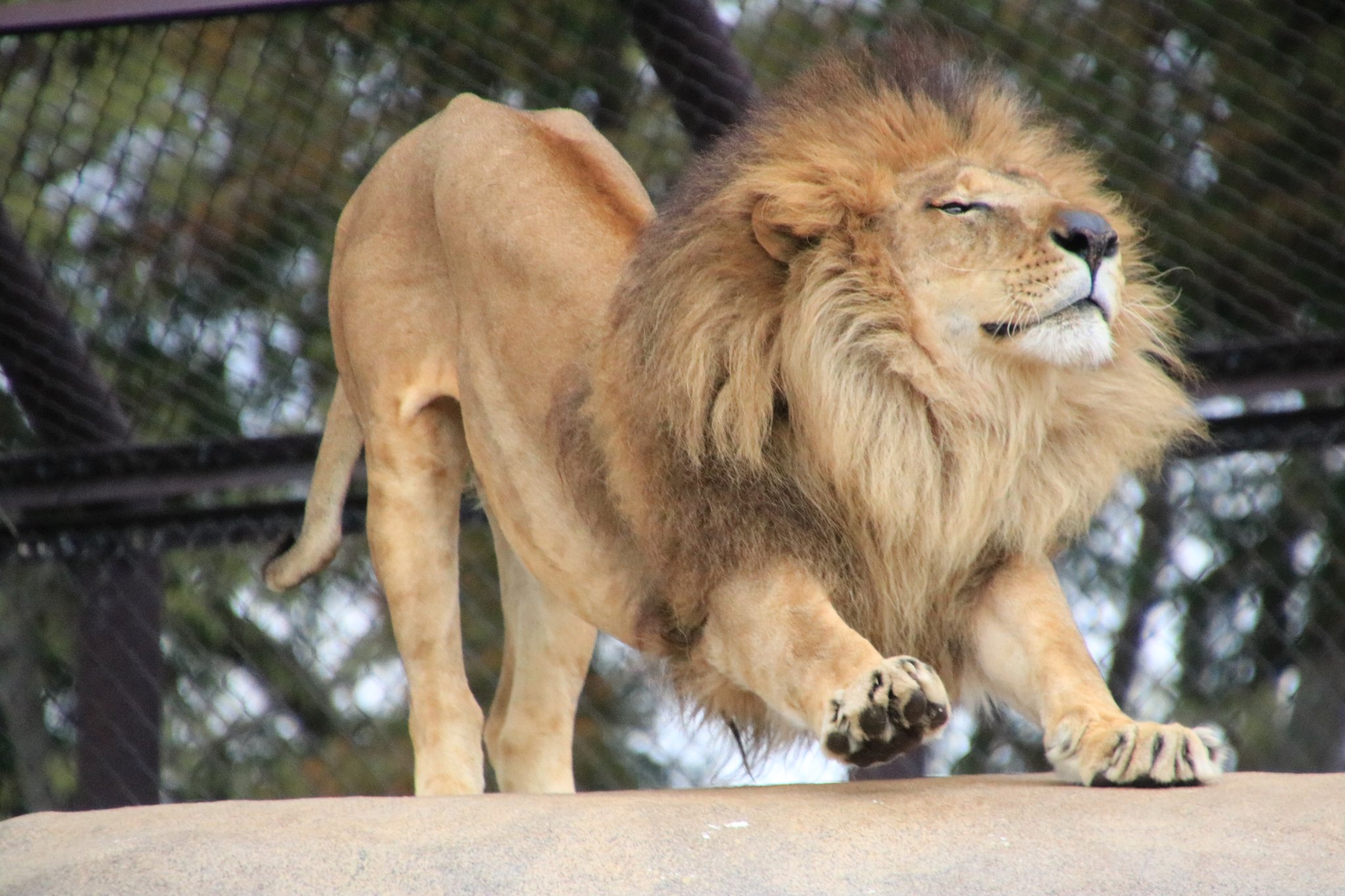 トウヤ のび っ 21 3 千葉市動物公園 ライオン Lion トウヤ T Co Zr7bsdjnye Twitter