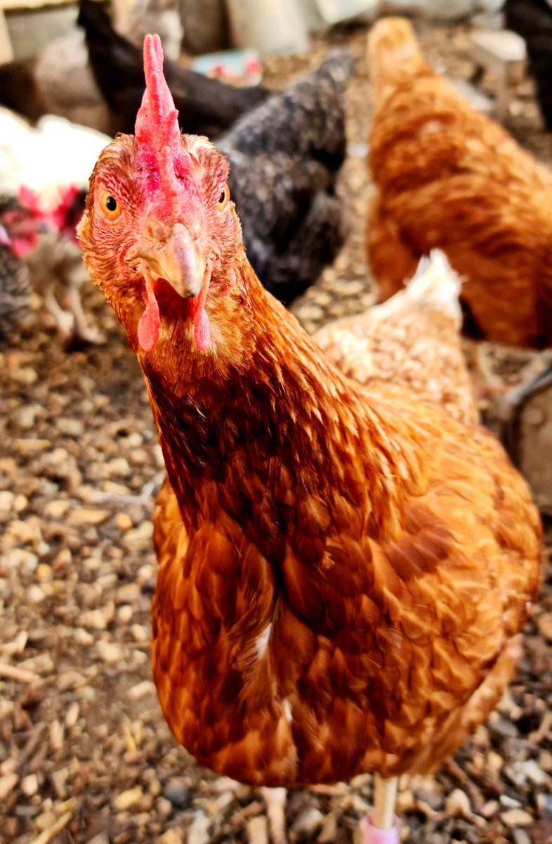 We need your help!

We are now reserving for the 8th,15th and 22nd  of May. 6000 being rehomed in one day! Over 11000 in that month alone! 

Please share with friends, and family about these lovely girls or even better reserve some today on freshstartforhens.co.uk