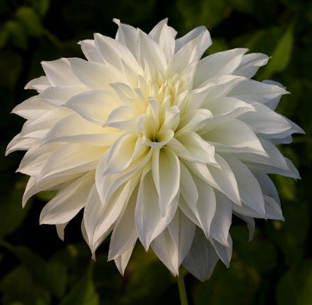 希望の花言葉 Hope Hanakoto Twitter