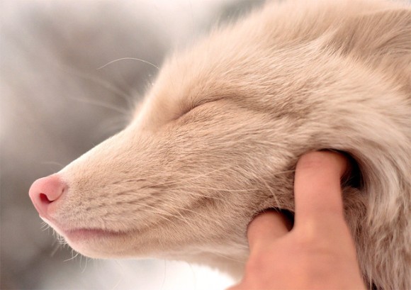 二度見するほど美しい生き物さん の最近のツイート 2 Whotwi グラフィカルtwitter分析