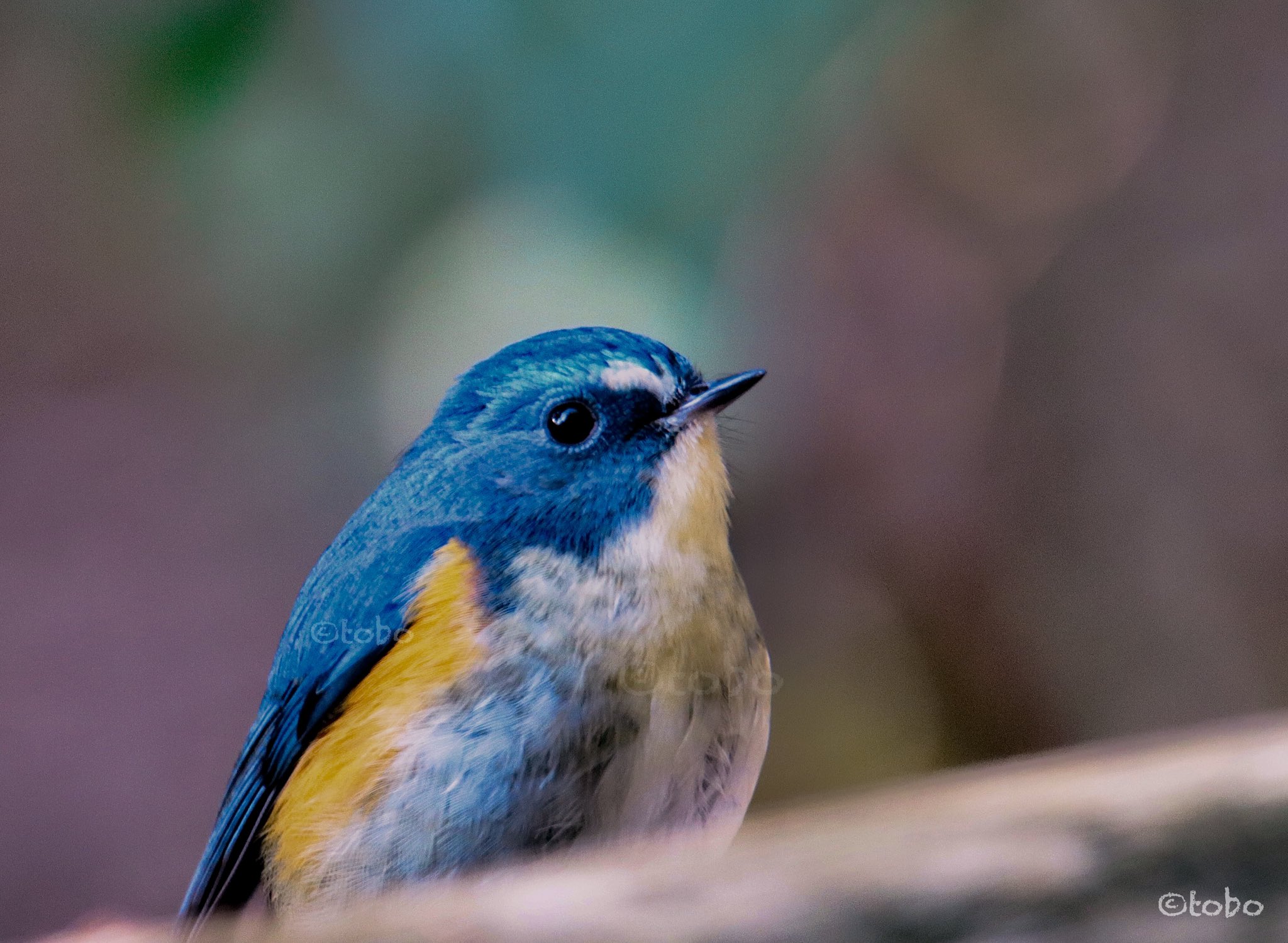 本日ポイント5倍 山で会える可愛い鳥 ルリビタキ Sale半額 ぬいぐるみ 人形 フェルト Arbaldas Lt