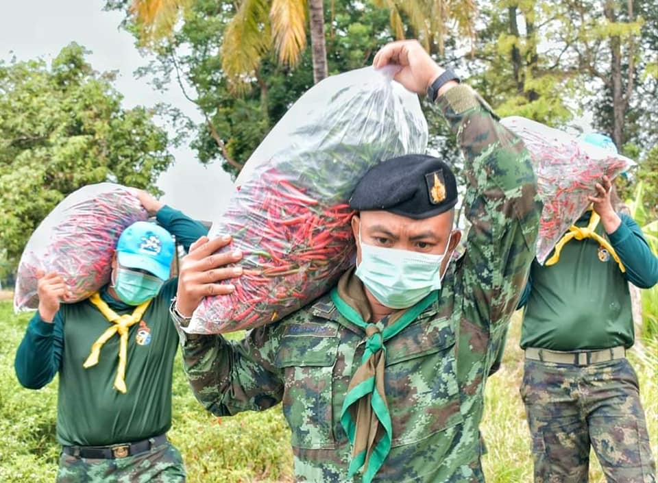 army2pr's tweet photo. กองพันทหารราบที่ 3 กรมทหารราบที่ 8 โดยกองพันทหารราบที่ 12 หน่วยเฉพาะกิจที่ 1 กองกำลังสุรนารี จัดเจ้าหน้าที่สูทกรรม รับซื้อพริกสดแดงจินดาช่วยเหลือเกษตรกร บ้านโนนดู่ หมู่ที่ 4 ตำบลบึงมะลู อำเภอกันทรลักษณ์ จังหวัดศรีสะเกษ
#ทหารพระราชาดูแลประชา https://t.co/HrjHhStBM0