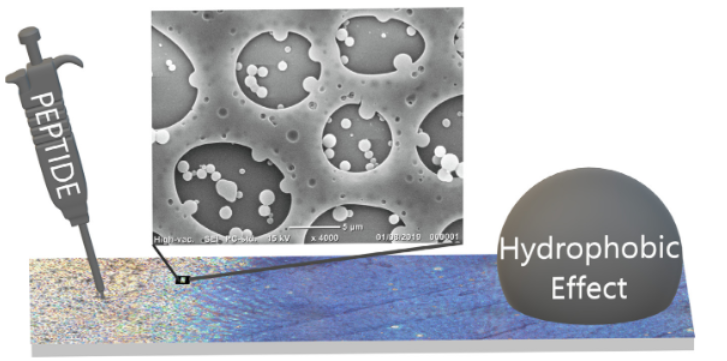 Gazit Lab (@gazitlab) on Twitter photo Great work by Guy, Narendra, Sudipta and Rafat! Demonstrating a novel and simple peptide self-assembled surface covering technique bearing much potential...
Thanks to our collaborators and <a href="/Sandeep_1966/">Sandeep Verma (स्वर)</a>!!!
tinyurl.com/3pm8pcrm Great work by Guy, Narendra, Sudipta and Rafat! Demonstrating a novel and simple peptide self-assembled surface covering technique bearing much potential...
Thanks to our collaborators and <a href="/Sandeep_1966/">Sandeep Verma (स्वर)</a>!!!
tinyurl.com/3pm8pcrm