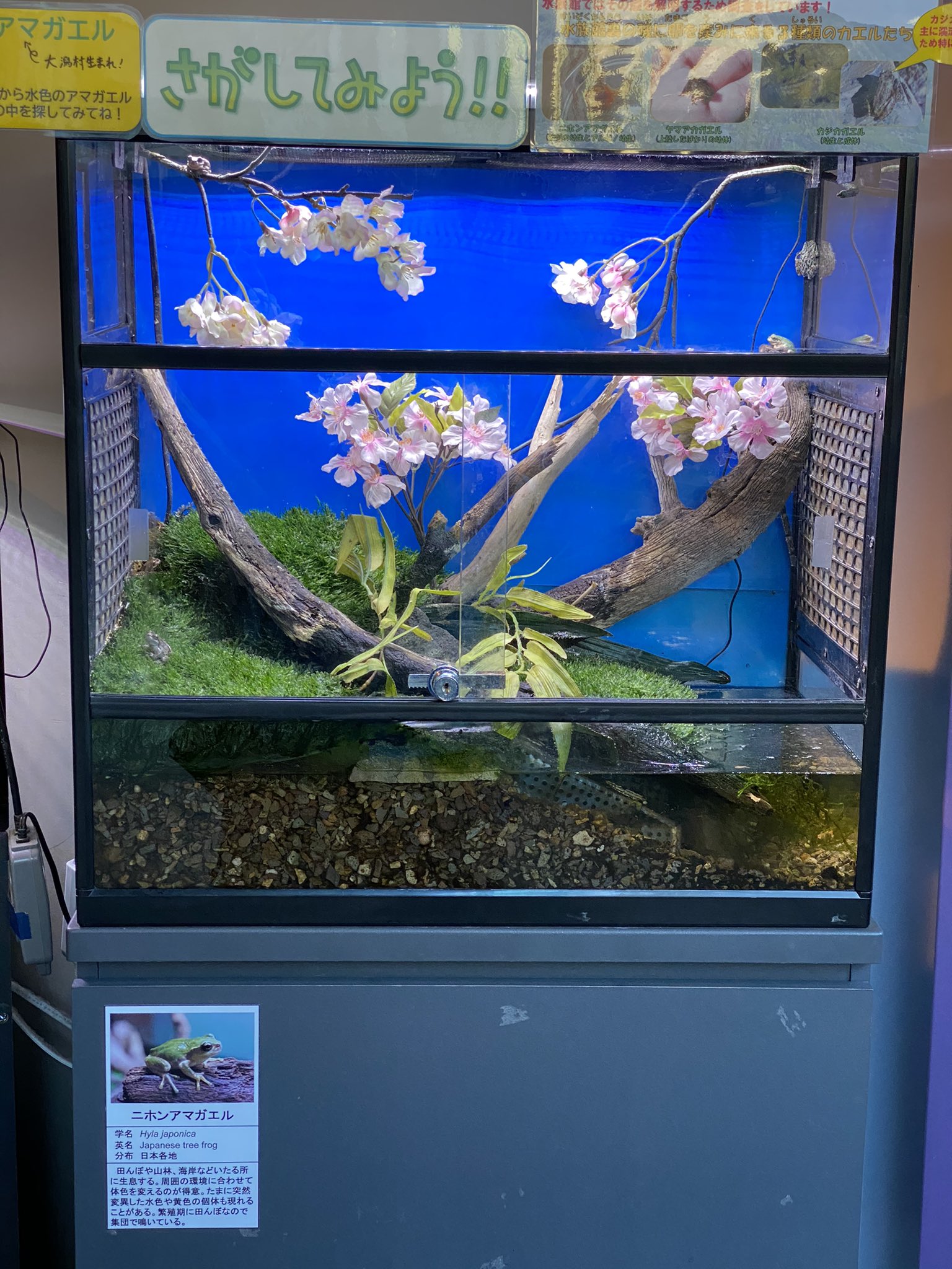 男鹿水族館gao 公式 昨日秋田市で桜が開花したようですね 西の方では散り始めている地域もあるかと思いますが秋田ではこれから咲き始めます ということで今年もアマガエル水槽で桜の装飾を始めました ニホンアマガエル 桜 男鹿水族館 男鹿水族館gao 公式 昨日秋田市で桜が開花したようですね 西の方では散り始めている地域もあるかと思いますが秋田ではこれから咲き始めます ということで今年もアマガエル水槽で桜の装飾を始めました ニホンアマガエル 桜 男鹿水族館