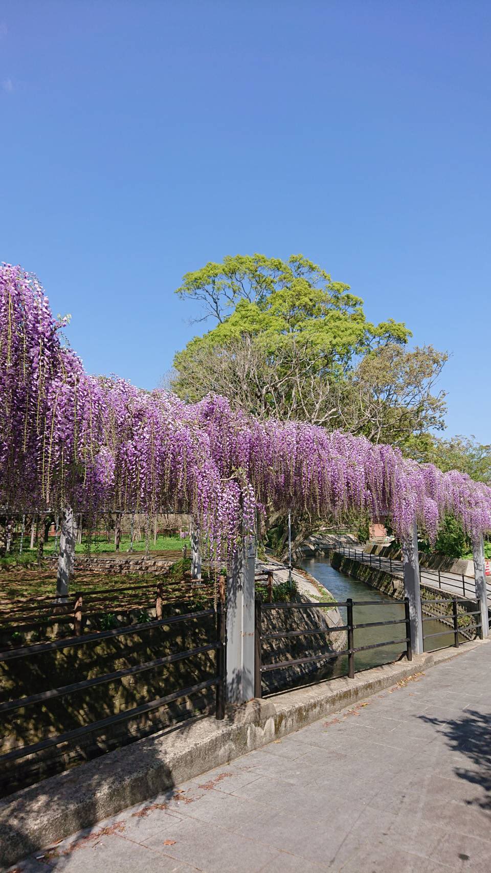 筑後船小屋観光案内所 先週 柳川市の中山大藤に関する問合せがありましたので 本日撮影してきました 入口の花 はかなり咲いていました 奥の方はこれからですが 花の香りがしてとても綺麗でしたよ 福岡県 筑後七国 柳川市 大藤 藤の花 鬼滅の刃 筑後船小屋観光案内所 先週 柳川市の中山大藤に関する問合せがありましたので 本日撮影してきました 入口の花 はかなり咲いていました 奥の方はこれからですが 花の香りがしてとても綺麗でしたよ 福岡県 筑後七国 柳川市 大藤 藤の花 鬼滅の刃